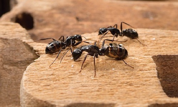 Ant Control