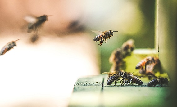 Bee & Wasps Control