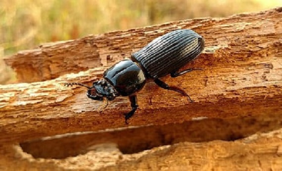 Woodborers